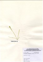 藏品(扁石髮)的圖片